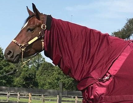 CLEARANCE - Back On Track Neck Cover - Burgandy