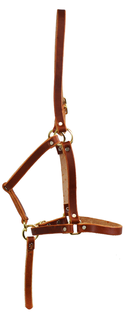Harness Leather Halter - Weanling Rivit - Grab Strap